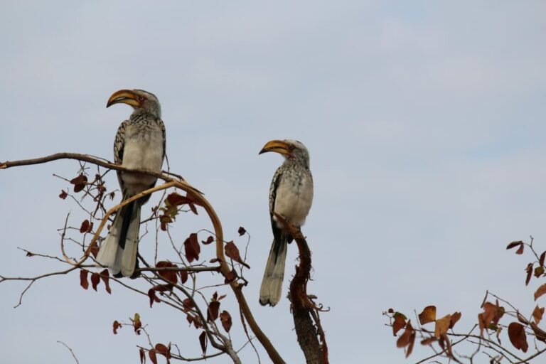 birding safari packages