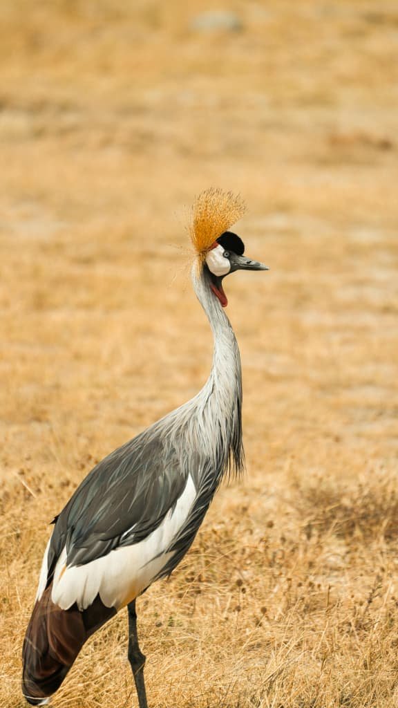 birds of tanzania