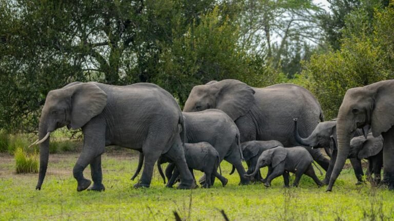 heard of elephants
