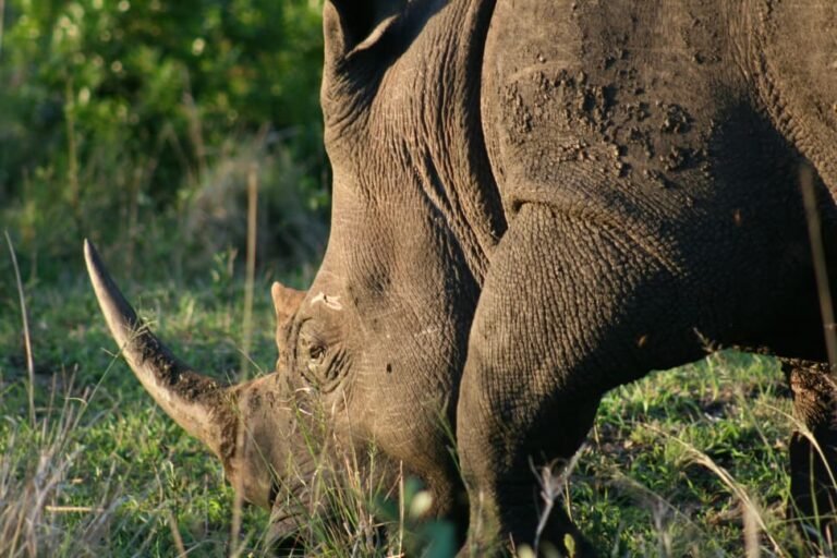 tanzania tours company