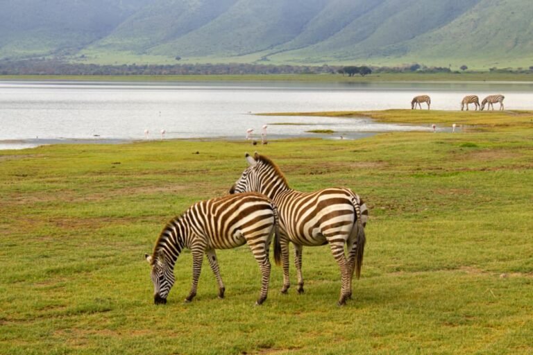 zebra in lake manyara