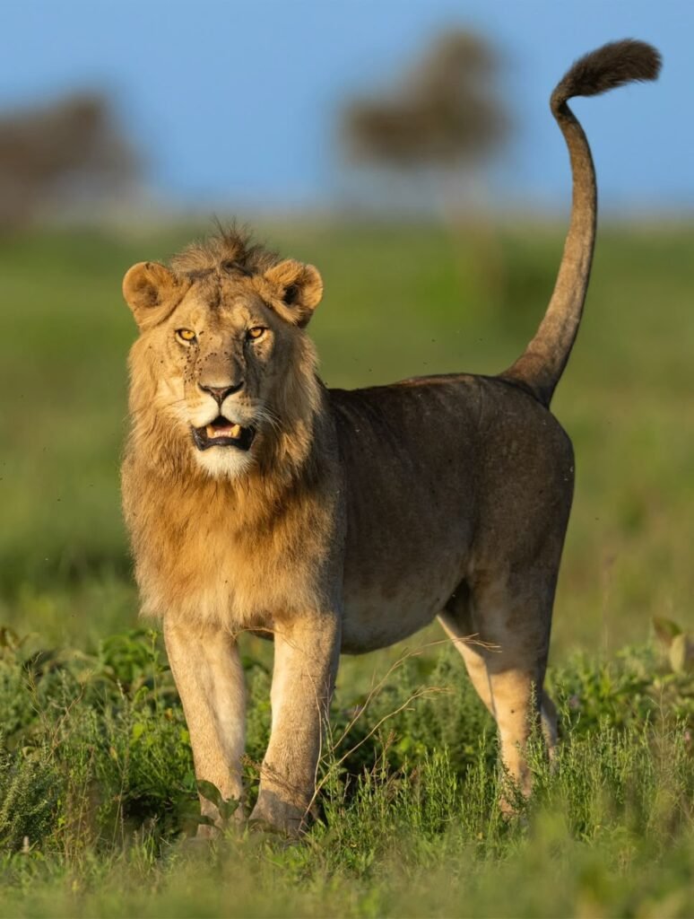 mikumi national park